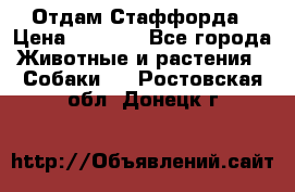 Отдам Стаффорда › Цена ­ 2 000 - Все города Животные и растения » Собаки   . Ростовская обл.,Донецк г.